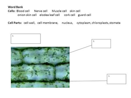 Cells: Blood cell Nerve cell Muscle cell skin cell