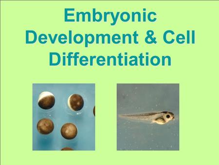 Embryonic Development & Cell Differentiation. During embryonic development, a fertilized egg gives rise to many different cell types Cell types are organized.