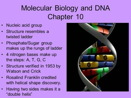 Molecular Biology and DNA Chapter 10 Nucleic acid group Structure resembles a twisted ladder Phosphate/Sugar group makes up the rungs of ladder 4 nitrogen.