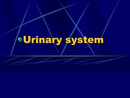 Urinary system.