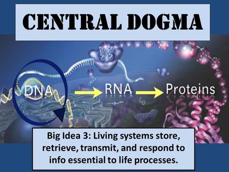Central Dogma Big Idea 3: Living systems store, retrieve, transmit, and respond to info essential to life processes.