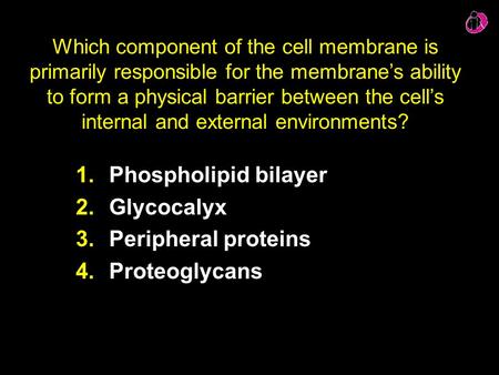 1. Phospholipid bilayer 2. Glycocalyx 3. Peripheral proteins