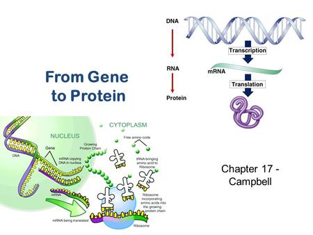 From Gene to Protein Chapter 17 - Campbell.