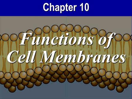 Chapter 10 Functions of Cell Membranes. Cell Membrane Functions 1.Selectively choose what’s inside or outside the cell…creating a concentration gradient.
