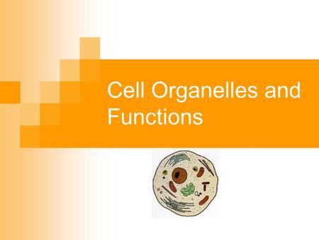 Cell Organelles and Functions. CELL’S ANATOMY.