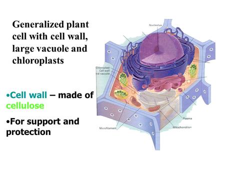 Generalized plant cell with cell wall, large vacuole and chloroplasts Cell wall – made of cellulose For support and protection.