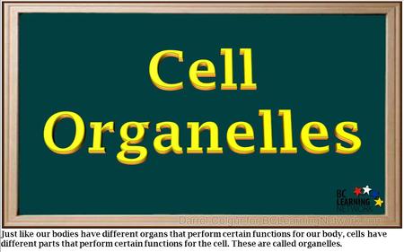 Cell Organelles Just like our bodies have different organs that perform certain functions for our body, cells have different parts that perform certain.