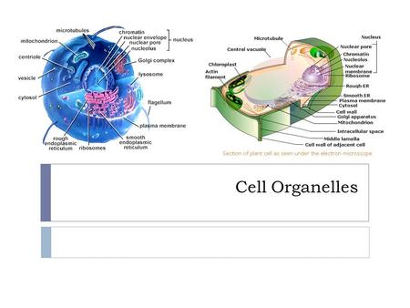Cell Organelles. Review  No organelles in prokaryotic cells  Both plants and animals are eukaryotic cells!