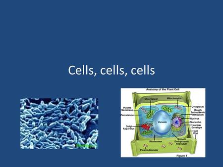 Cells, cells, cells. Cells Smallest living unit Most are microscopic.