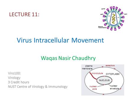 Virus Intracellular Movement LECTURE 11: Viro100: Virology 3 Credit hours NUST Centre of Virology & Immunology Waqas Nasir Chaudhry.