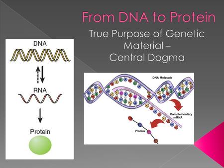  DNA, as genetic blueprint of life, dictates how to make every living thing  Every cell’s job is to produce protein › Why protein?  Animals: enzymes,