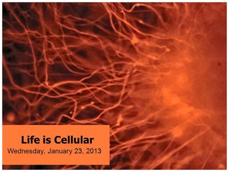 Life is Cellular Wednesday, January 23, 2013.
