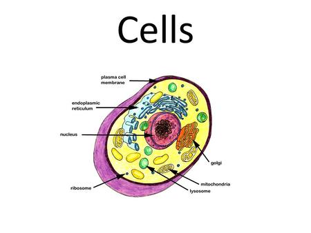 Cells. What is a cell? Structural and functional unit of all organisms. Some can work independently (on their own) to carry out all of life’s processes.
