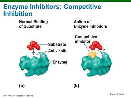 Copyright © 2010 Pearson Education, Inc. Figure 5.7a–b Enzyme Inhibitors: Competitive Inhibition.
