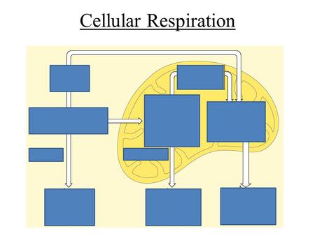 Cellular Respiration. Glycolysis – In the cytosol Uses 2 ATP’s Makes 4 ATP’s Makes 2 NADH’s Left with 2 pyruvates Start with Glucose.
