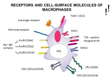 RECEPTORS AND CELL-SURFACE MOLECULES OF MACROPHAGES