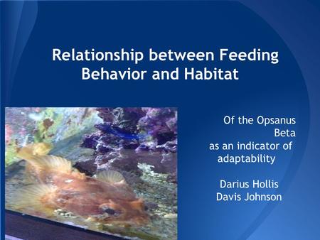 Relationship between Feeding Behavior and Habitat Of the Opsanus Beta as an indicator of adaptability Darius Hollis Davis Johnson.