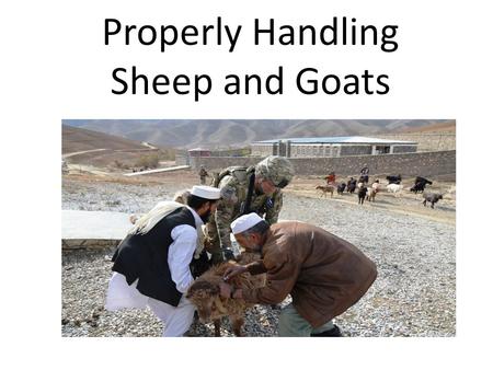 Properly Handling Sheep and Goats. Sheep are herd animals and do the best when they are kept together with each other. It is easier to move a herd of.