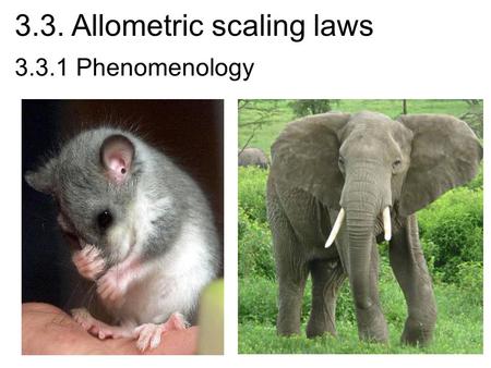 3.3. Allometric scaling laws 3.3.1 Phenomenology.