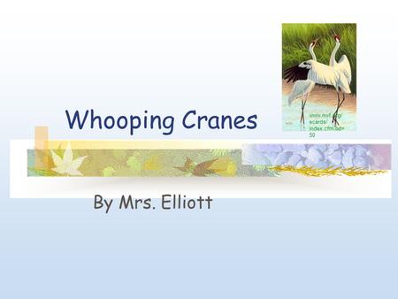 Whooping Cranes By Mrs. Elliott www.nwf.org/ ecards/ index.cfm?id= 50.