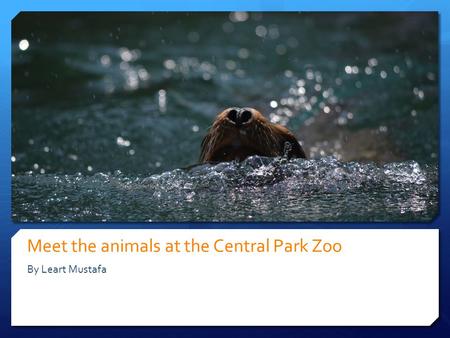 Meet the animals at the Central Park Zoo By Leart Mustafa.