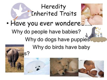 Heredity Inherited Traits