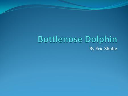 By Eric Shultz. Bottle Nose Dolphins are the ones we know from movies like The Dolphin Tale.