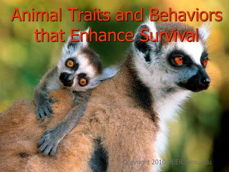 Animal Traits and Behaviors that Enhance Survival
