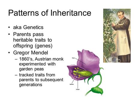 Patterns of Inheritance aka Genetics Parents pass heritable traits to offspring (genes) Gregor Mendel –1860’s, Austrian monk experimented with garden peas.