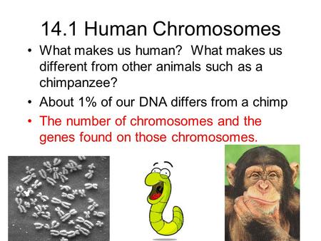 14.1 Human Chromosomes What makes us human? What makes us different from other animals such as a chimpanzee? About 1% of our DNA differs from a chimp.