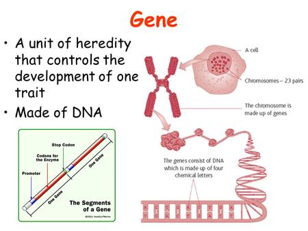 Gene A unit of heredity that controls the development of one trait