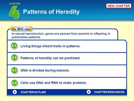 NEW CHAPTER Patterns of Heredity CHAPTER the BIG idea In sexual reproduction, genes are passed from parents to offspring in predictable patterns. Living.