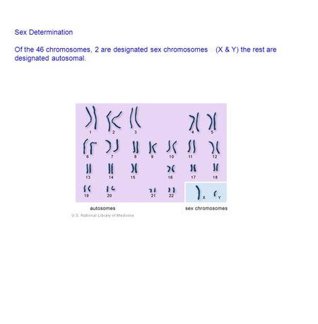 Sex Determination Of the 46 chromosomes, 2 are designated sex chromosomes (X & Y) the rest are designated autosomal.