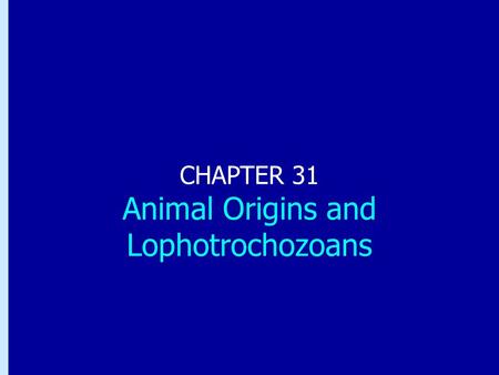 Chapter 31: Animal Origins and Lophotrochozoans CHAPTER 31 Animal Origins and Lophotrochozoans.