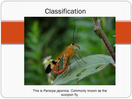 Classification This is Panorpa japonica. Commonly known as the scorpion fly.