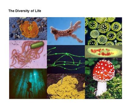 The Diversity of Life. I. A Brief History of Life II. Classifying Life III. The Prokaryotic Domains.