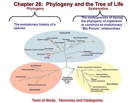 The evolutionary history of a species The study/process of tracing the phylogeny of organisms to construct an evolutionary “Big Picture” relationships.