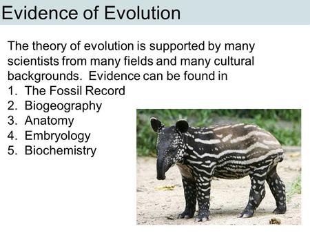 Evidence of Evolution The theory of evolution is supported by many scientists from many fields and many cultural backgrounds. Evidence can be found in.