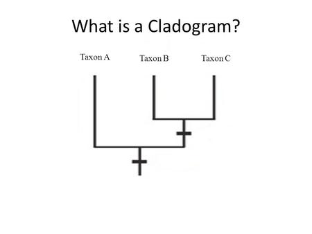Taxon A Taxon BTaxon C What is a Cladogram?. A Character: any characteristic that scientists can observe or measure. These characters are useful to show.