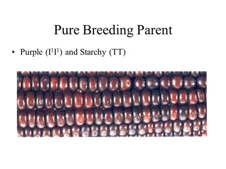 Pure Breeding Parent Purple (I 1 I 1 ) and Starchy (TT)
