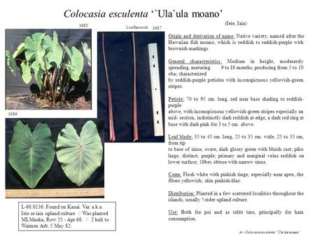 3685 3686 3687 Colocasia esculenta ‘`Ula`ula moano’ Lisa Raymond Ar - Colocasia esculenta ‘`Ula`ula moano’ L-68.0136. Found on Kauai. Var. a.k.a. Ieie.