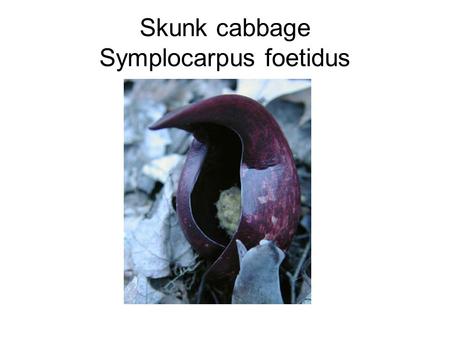 Skunk cabbage Symplocarpus foetidus. Harbinger of spring Erigenia bulbosa.