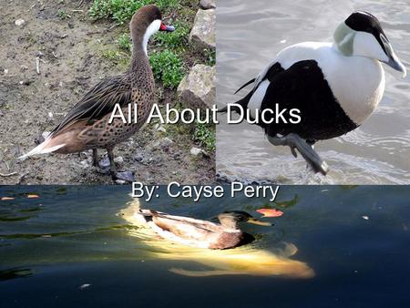 All About Ducks By: Cayse Perry. Black Ducks Black Ducks are a Puddle Duck which means that they eat things that are on the surface. They are a very big.