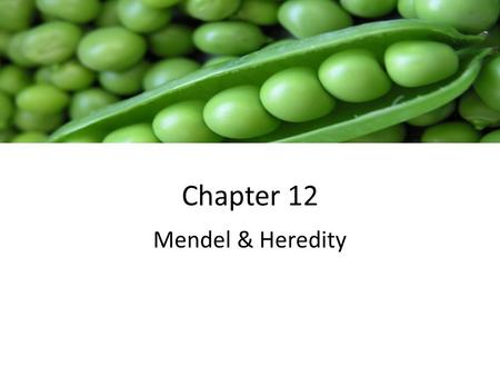 Chapter 12 Mendel & Heredity.