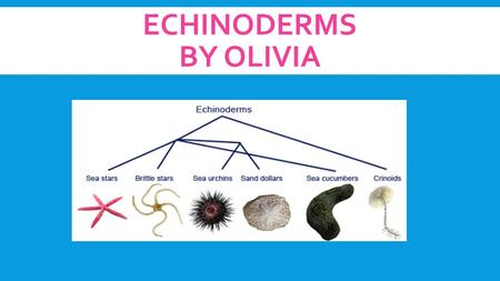 ECHINODERMS BY OLIVIA. STARFISH ARE ECHINODERMS  Starfish are smooth  Colours can be bright or neutral  Colours will change depending on where they.