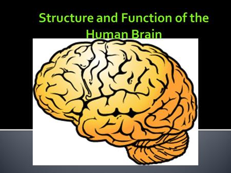  The most complex organ both structurally and functionally in our body  Much is still not known about the brain and all its abilities  Best way to.