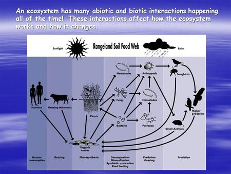 An ecosystem has many abiotic and biotic interactions happening all of the time! These interactions affect how the ecosystem works and how it changes.
