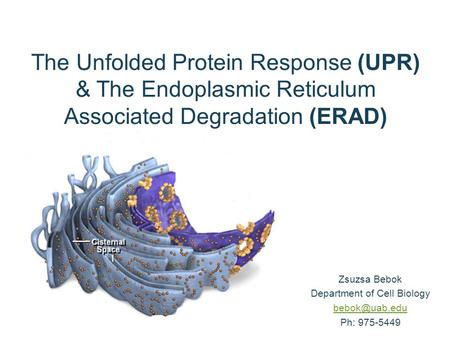 The Unfolded Protein Response (UPR) & The Endoplasmic Reticulum Associated Degradation (ERAD) Zsuzsa Bebok Department of Cell Biology Ph: