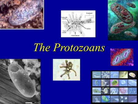 The Protozoans. 11.1 Emergence of Eukaryotes What is a eukaryote?