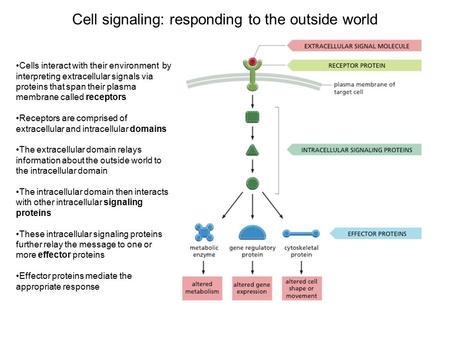 Cell signaling: responding to the outside world Cells interact with their environment by interpreting extracellular signals via proteins that span their.